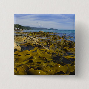 New Zealand, Southland, Stewart Island. Kelp 15 Cm Square Badge