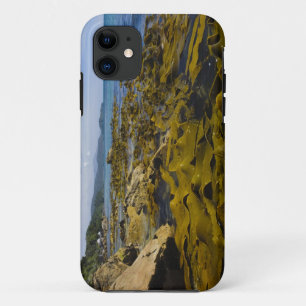 New Zealand, Southland, Stewart Island. Kelp iPhone 11 Case