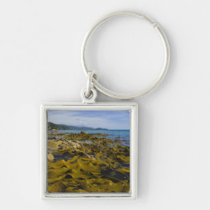 New Zealand, Southland, Stewart Island. Kelp Key Ring