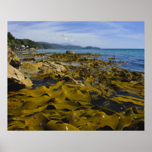 New Zealand, Southland, Stewart Island. Kelp Poster