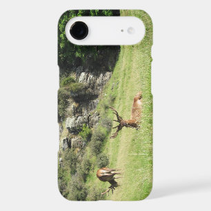 New Zealand Stags