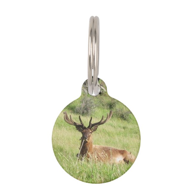 New Zealand Stags Pet Tag (Front)