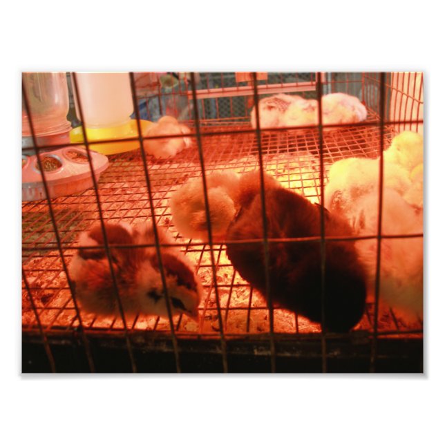 Newborn Baby Chicks in an Incubator Cage Photo Print (Front)