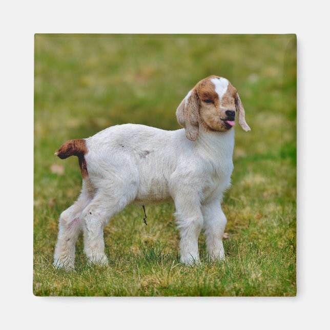 Newborn Boer Goat Kid Magnet (Front)