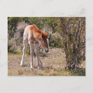 Newborn Innocence Postcard