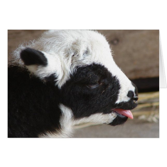 Newborn Lamb (Front Horizontal)