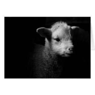 Newborn Lamb