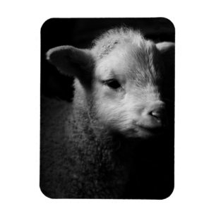 Newborn Lamb Magnet