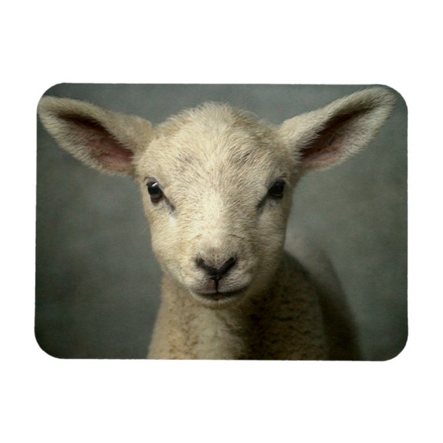 Newborn Lamb Magnet (Horizontal)