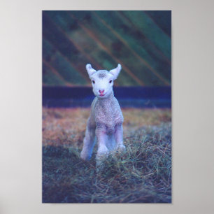 Newborn Lamb Poster