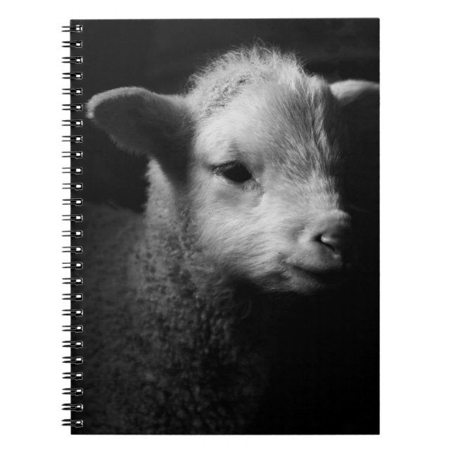 Newborn Lamb Spiral Notebook (Front)