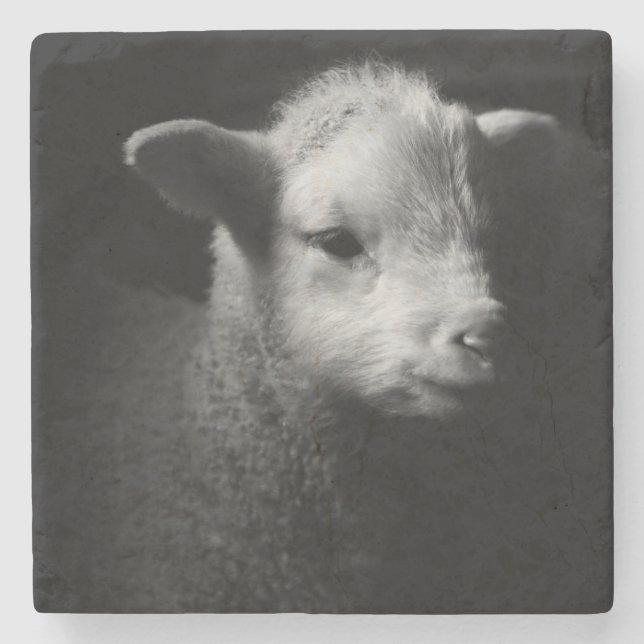 Newborn Lamb Stone Coaster (Front)