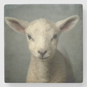 Newborn Lamb Stone Coaster