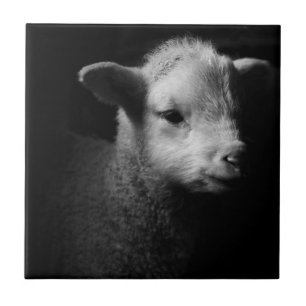 Newborn Lamb Tile