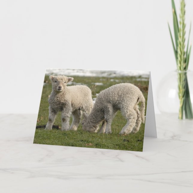 Newborn Lambs Card (Front)