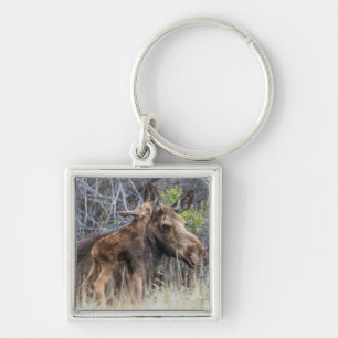 Newborn Moose Calf Nuzzling its Mother Key Ring