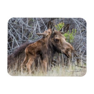Newborn Moose Calf Nuzzling its Mother Magnet