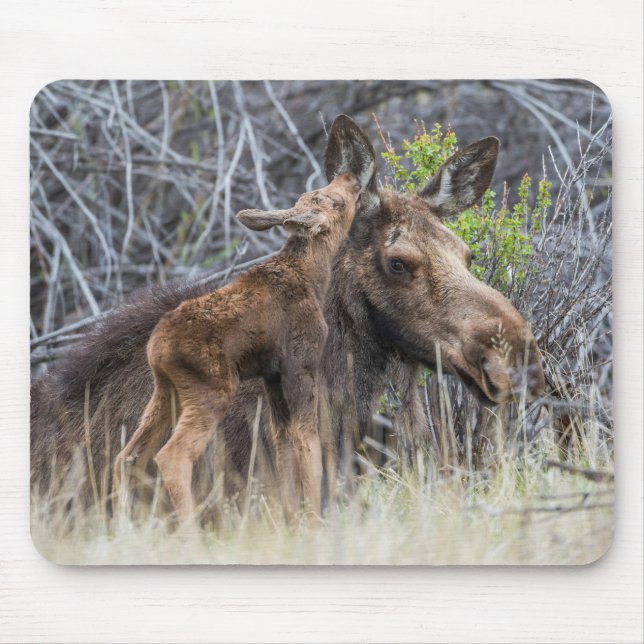 Newborn Moose Calf Nuzzling its Mother Mouse Pad (Front)