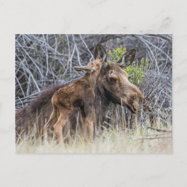 Newborn Moose Calf Nuzzling its Mother Postcard (Front)