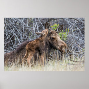 Newborn Moose Calf Nuzzling its Mother Poster