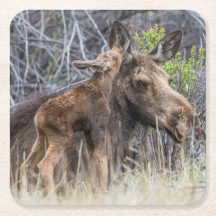 Newborn Moose Calf Nuzzling its Mother Square Paper Coaster