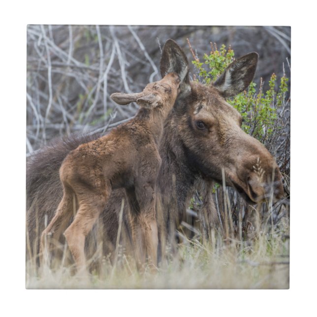Newborn Moose Calf Nuzzling its Mother Tile (Front)