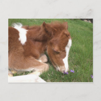 Newborn Pony - Spirit Postcard