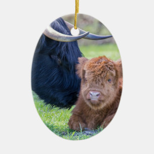 Newborn scottish highlander calf with mother cow ceramic tree decoration