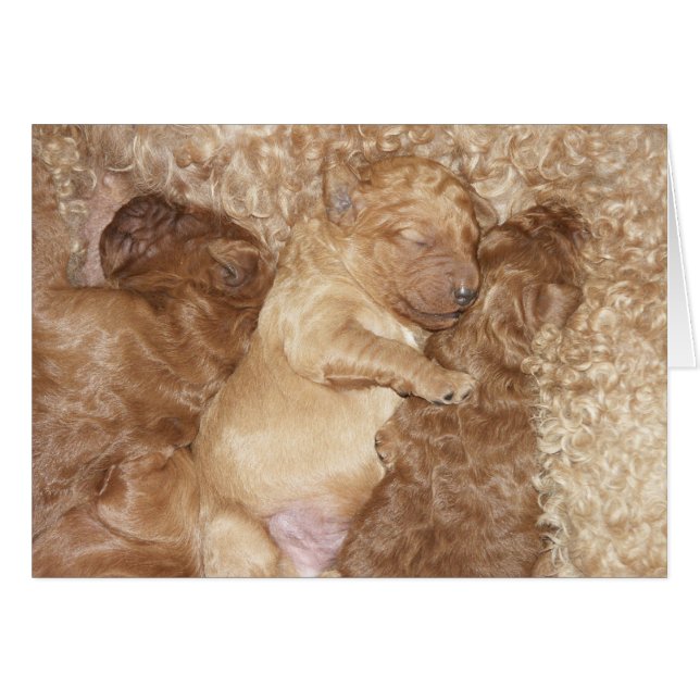 Newborn Series-08 (Front Horizontal)