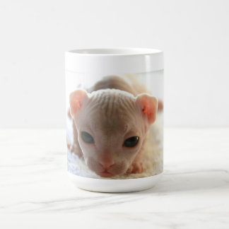 Newborn sphinx kitten coffee mug