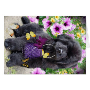 Newfoundland A Sunny Day