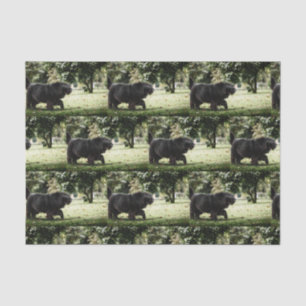newfoundland black in motion tissue paper
