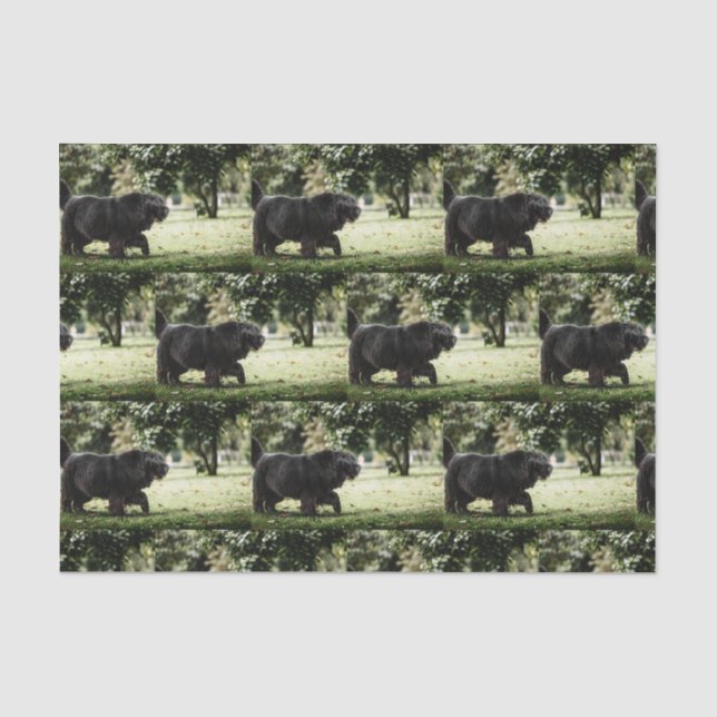 newfoundland black in motion tissue paper (Front)