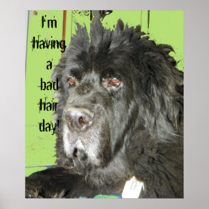 Newfoundland Dog Bad Hair Day poster