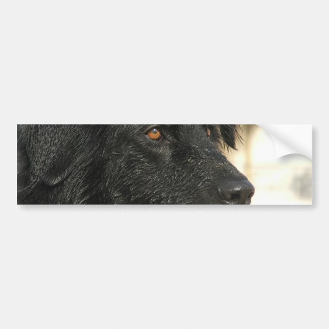 Newfoundland Dog Bumper Sticker (Front)