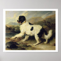 Newfoundland Dog Called Lion, 1824 (oil on canvas)