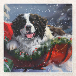 Newfoundland Dog Christmas Festive Glass Coaster