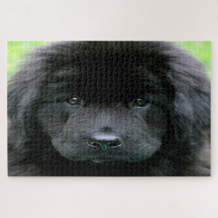 Newfoundland Dog. Jigsaw Puzzle