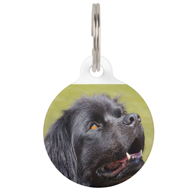 Newfoundland Dog. Pet Tag (Front)