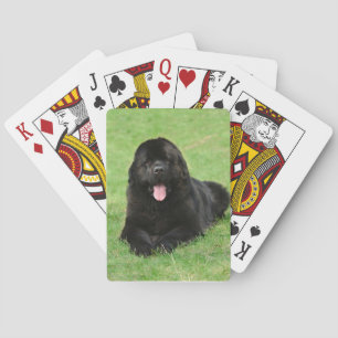 Newfoundland dog playing cards