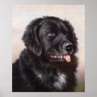 Newfoundland Dog Portrait