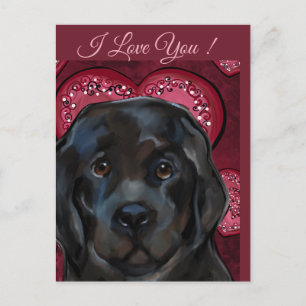 Newfoundland Dog Postcard