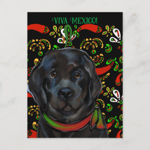 Newfoundland Dog Postcard