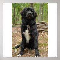 Newfoundland Dog Poster
