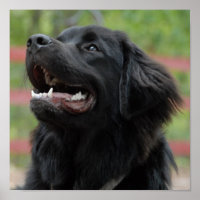 Newfoundland Dog Poster