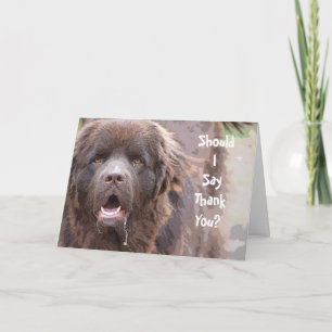Newfoundland Dog Thank You Card