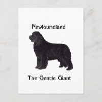 Newfoundland Dog The Gentle Giant
