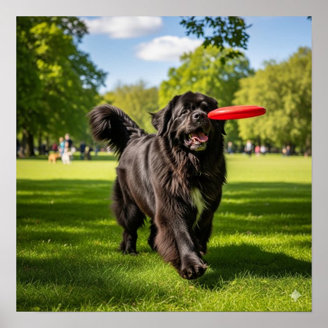 Newfoundland Dog with Frisbee Poster (Front)