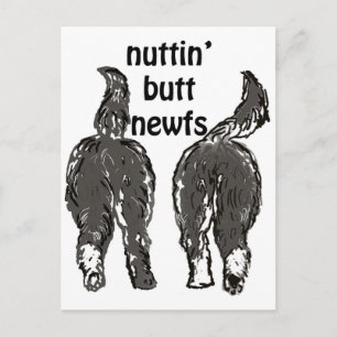 Newfoundland dogs postcard