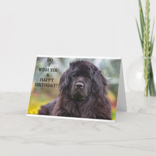 Newfoundland Is A Bit Of A Jokester on Birthday Card